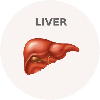 Liver & Gallbladder (Yakrit & Pittakosha) Ayurveda