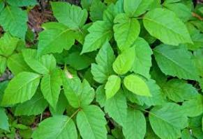 Ayurveda Sensitive to Poison Ivy Example 1