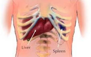 Ayurveda Enlarged Spleen Example 1